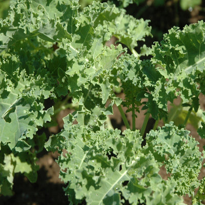 Kale Cossack
