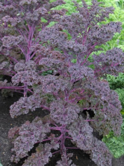 Kale_20Scarlet