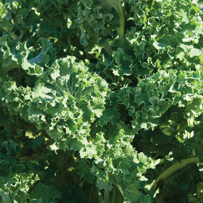 Kale siberian