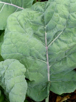 KALE ‘Thousand Headed’