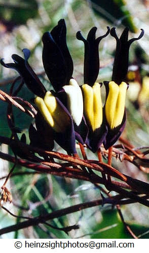 BLACK CORAL PEA