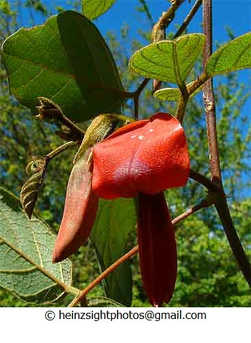 DUSKY CORAL PEA