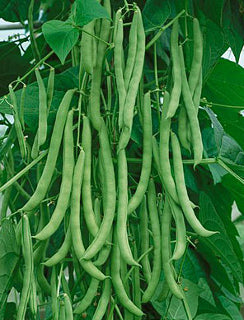 BEAN - CLIMBING ‘Kentucky Wonder’
