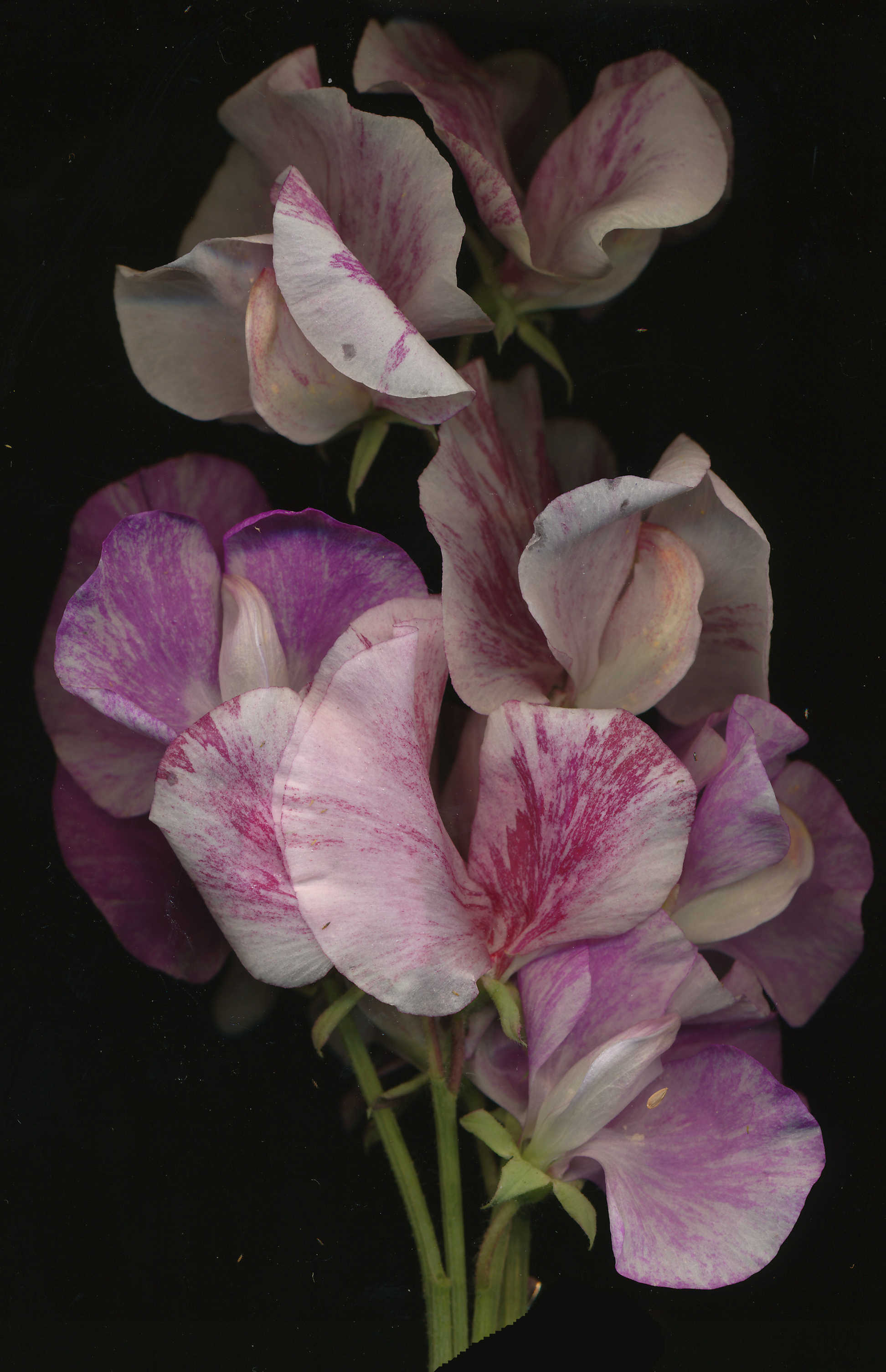 Sweetpea ‘Hammett Streamer'