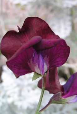 SWEET PEA ‘Sweet Velvet’