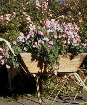 SWEET PEA DWARF 'Little Sweetheart'
