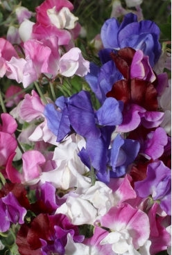 SWEET PEA - Mammoth Choice Mix
