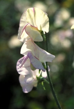 SWEETPEA – 'High Scent'