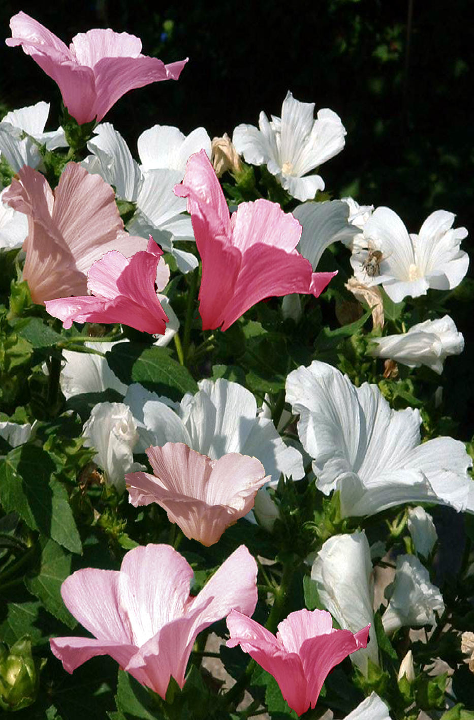 MALLOW ‘Pink&White’