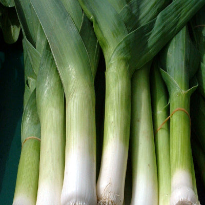 Leek Bulgarian giant