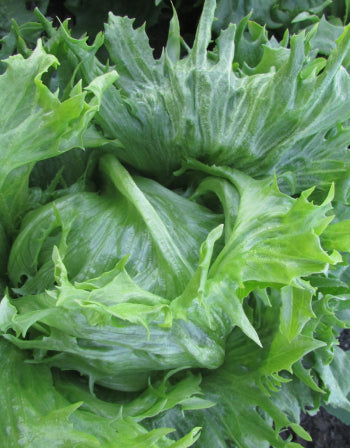 Lettuce-Reine-de-Glaces