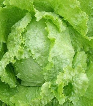 Lettuce ‘Ice Blonde de Paris’
