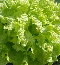 Lettuce 'Black Seeded Simpson'