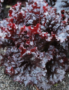 Lettuce Maricella'