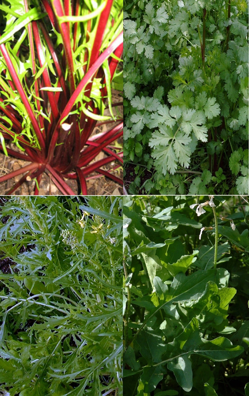 SPICY SALAD HERB MIX