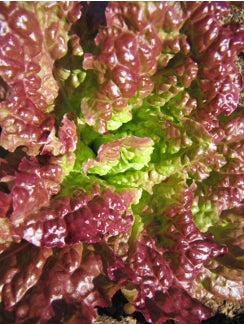 Lettuce 'Drunken Woman'