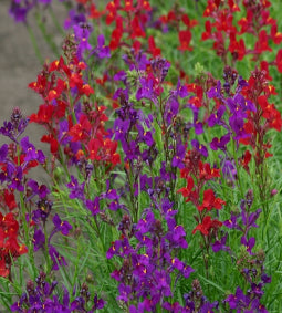 Moroccan Toadflax