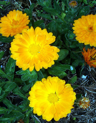 Calendula English Marigold