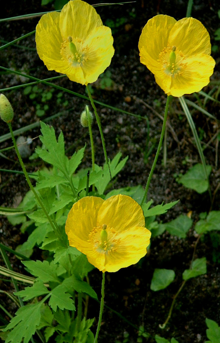 WELSH POPPY