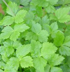 Mitsuba / Japanese Parsley
