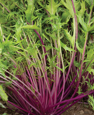 MIZUNA ‘Asian Central Red’ F1