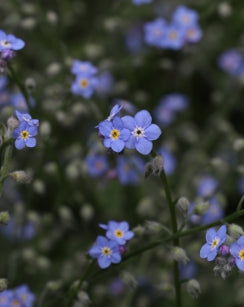 Forget – Me - Not (Blue)