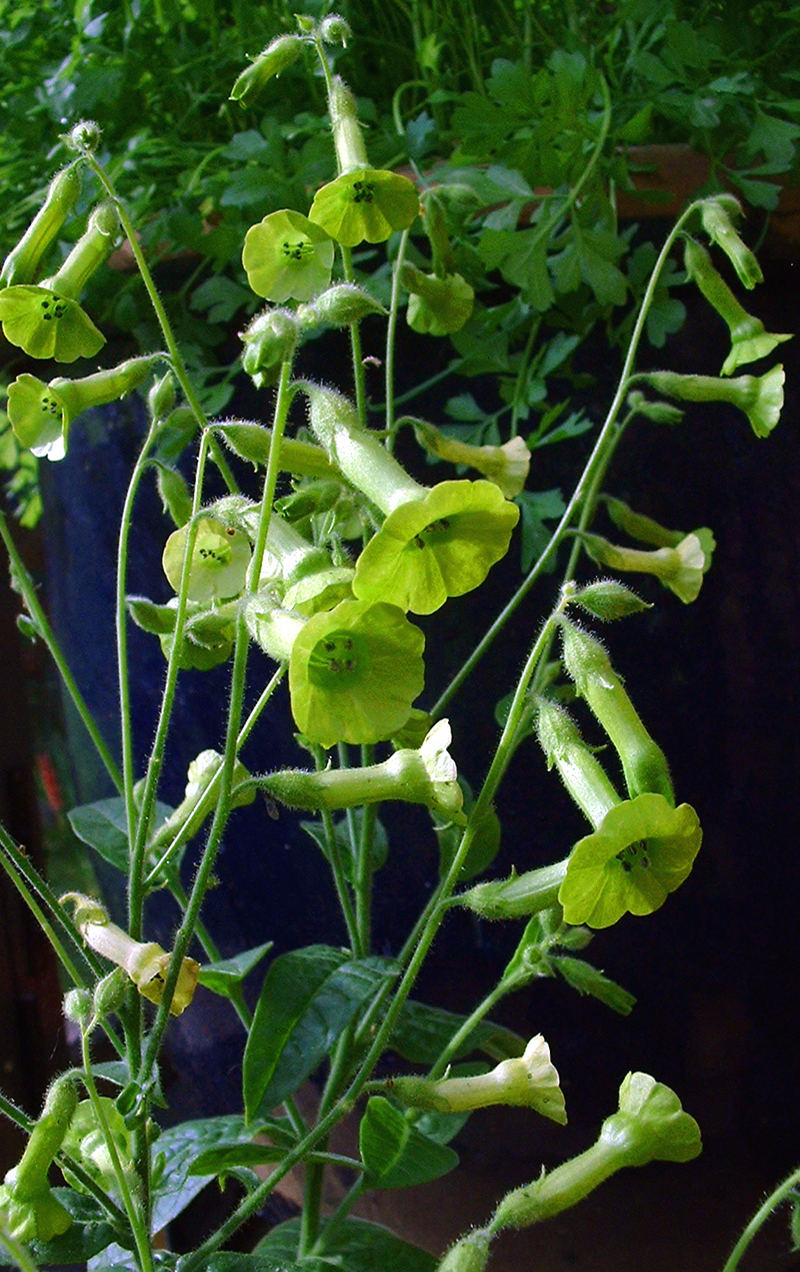 Green Flowering Tobacco