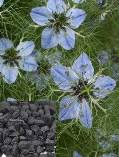 Cumin Black Nigella