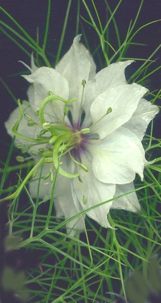 Love-in-a-Mist ‘Miss Jekyll White’