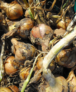 Onion, Potato
