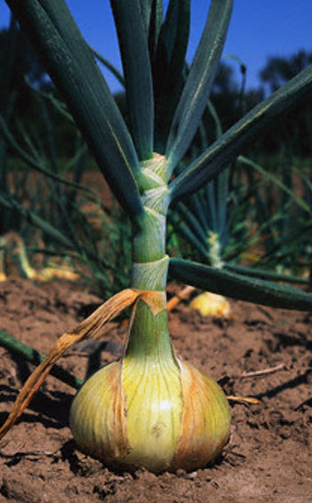 Onion Domenica Sweet