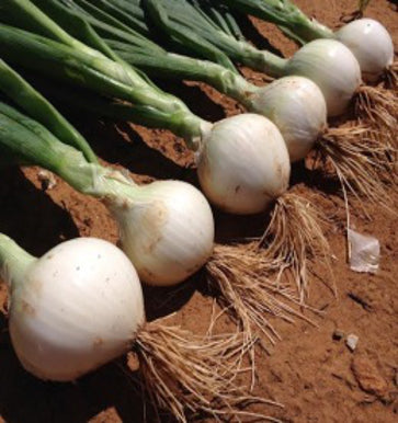 Onion White