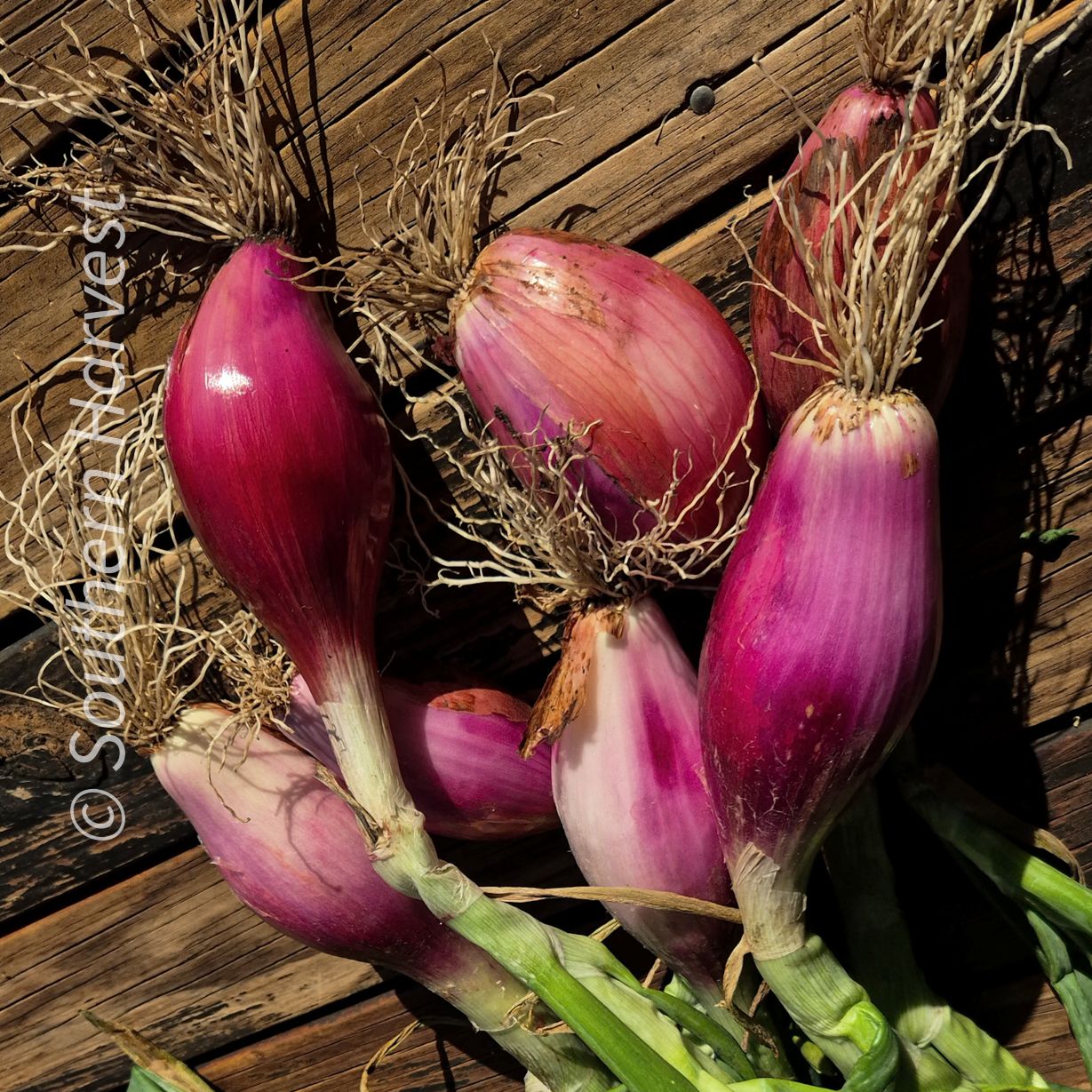Onion ‘Red Tropea Long’