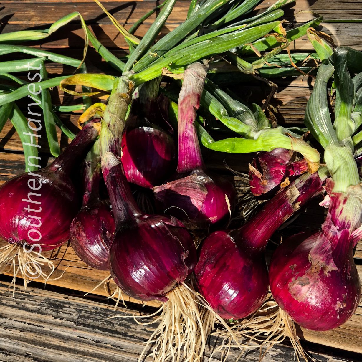 ONION 'Sheffield Red'