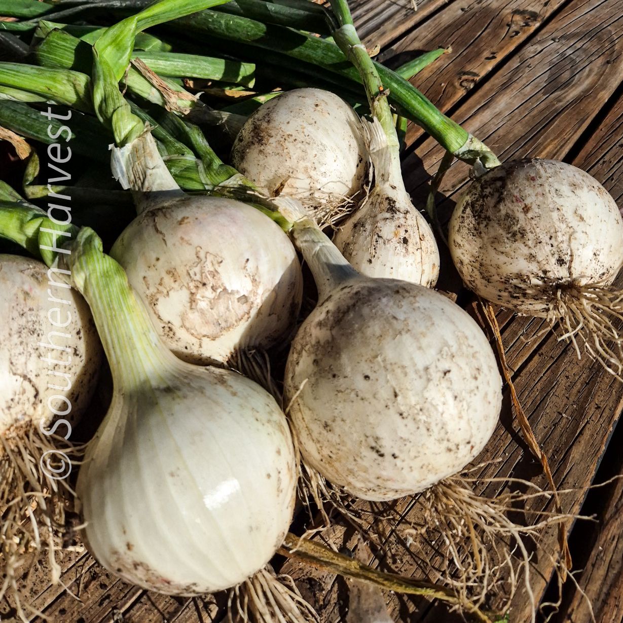Onion ‘White Knight’ F1
