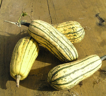 Pumpkin Delicata