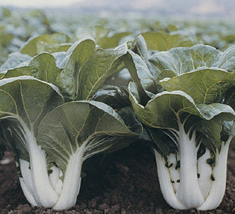 PAK CHOI ‘Joi Choi’ F1