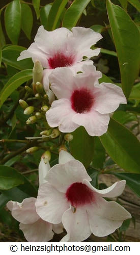 BOWER VINE