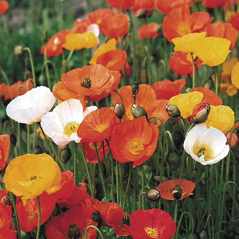 Poppy Icelandic Springsong
