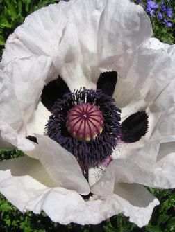 WHITE ORIENTAL POPPY ‘Royal Wedding’