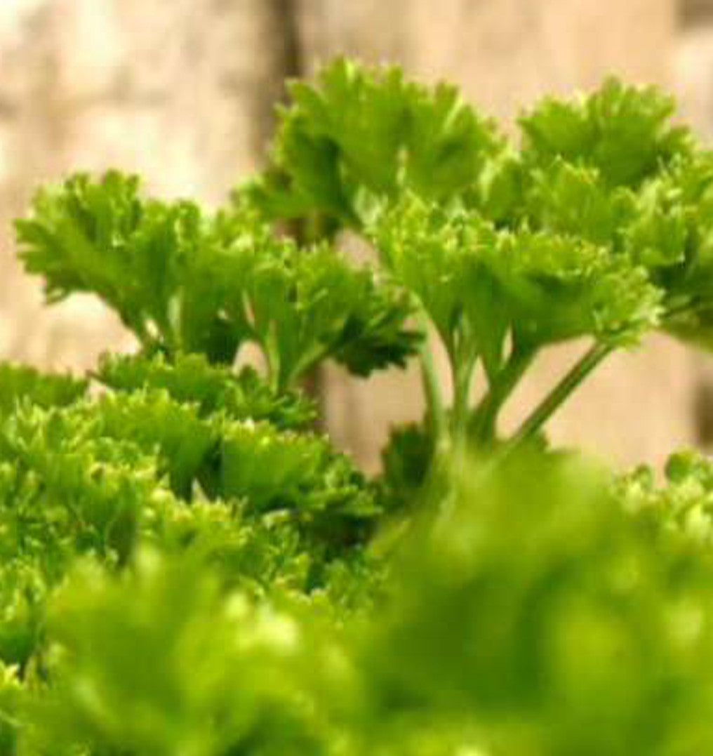Parsley ‘Swiss Winter’