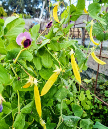 Golden Snow Pea