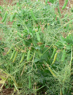 Pea Leafless