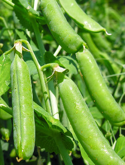PEA, SUGAR SNAP ‘Sugar Bon’