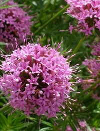 Crosswort