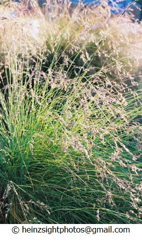 POA GRASS