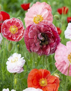 Poppy ‘Angel Choir Mix’
