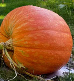 Pumpkin ‘Big Max’