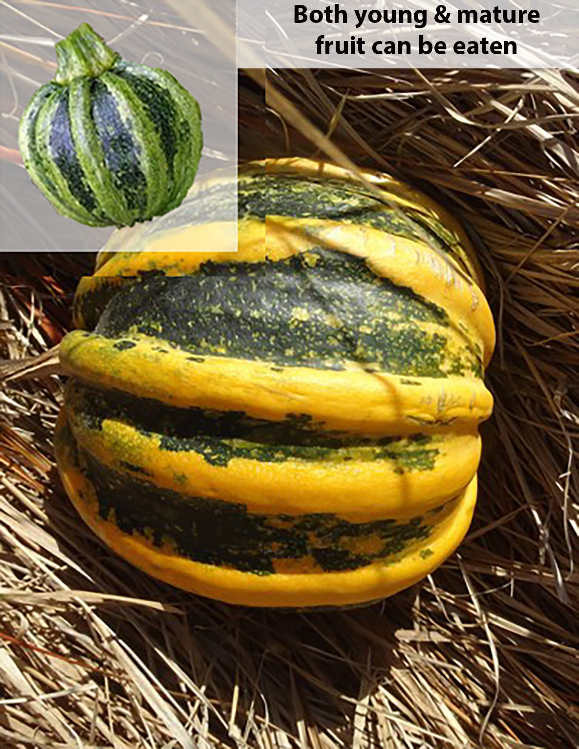 Pumpkin 'Kumi Kumi'