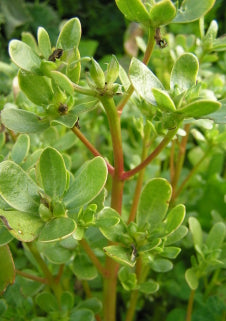 PURSLANE ‘Red’